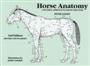 Horse Anatomy - A Pictorial Approach to Equine Structure